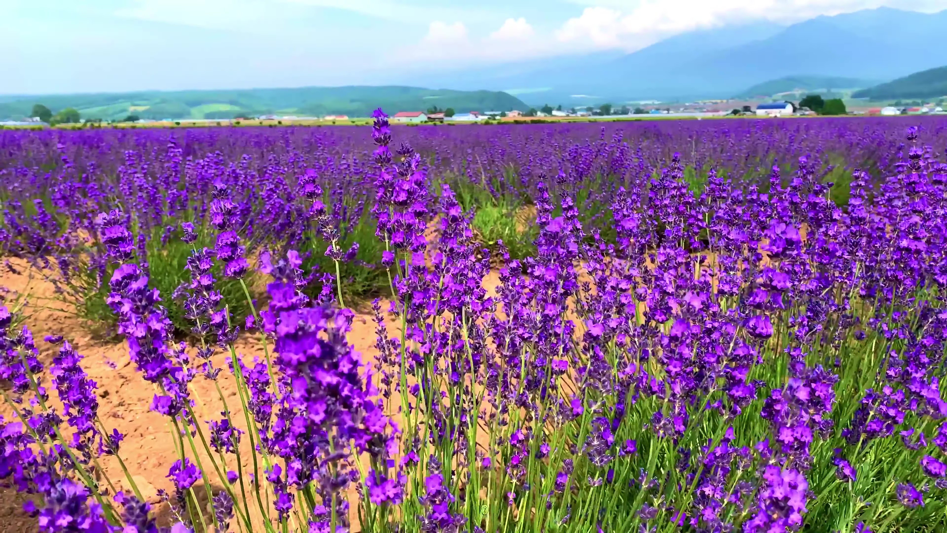 - Farm Tomita -