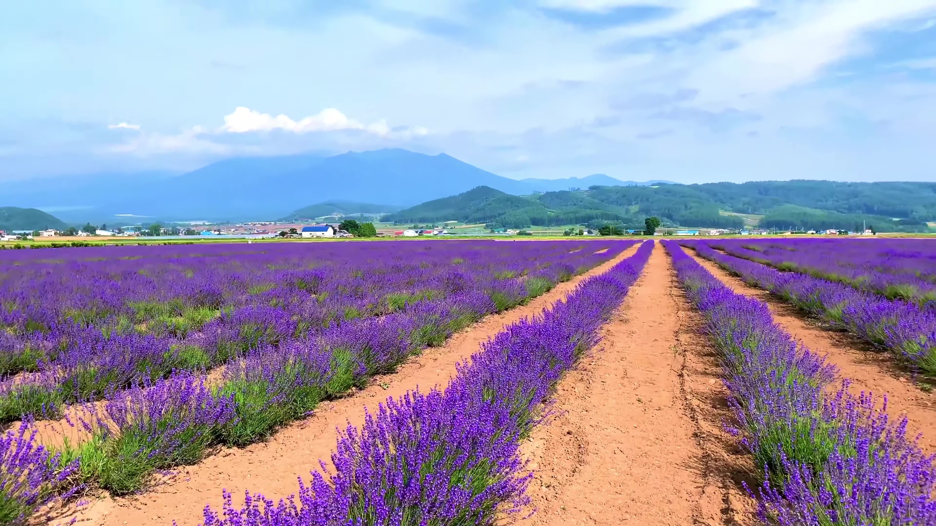 - Farm Tomita -
