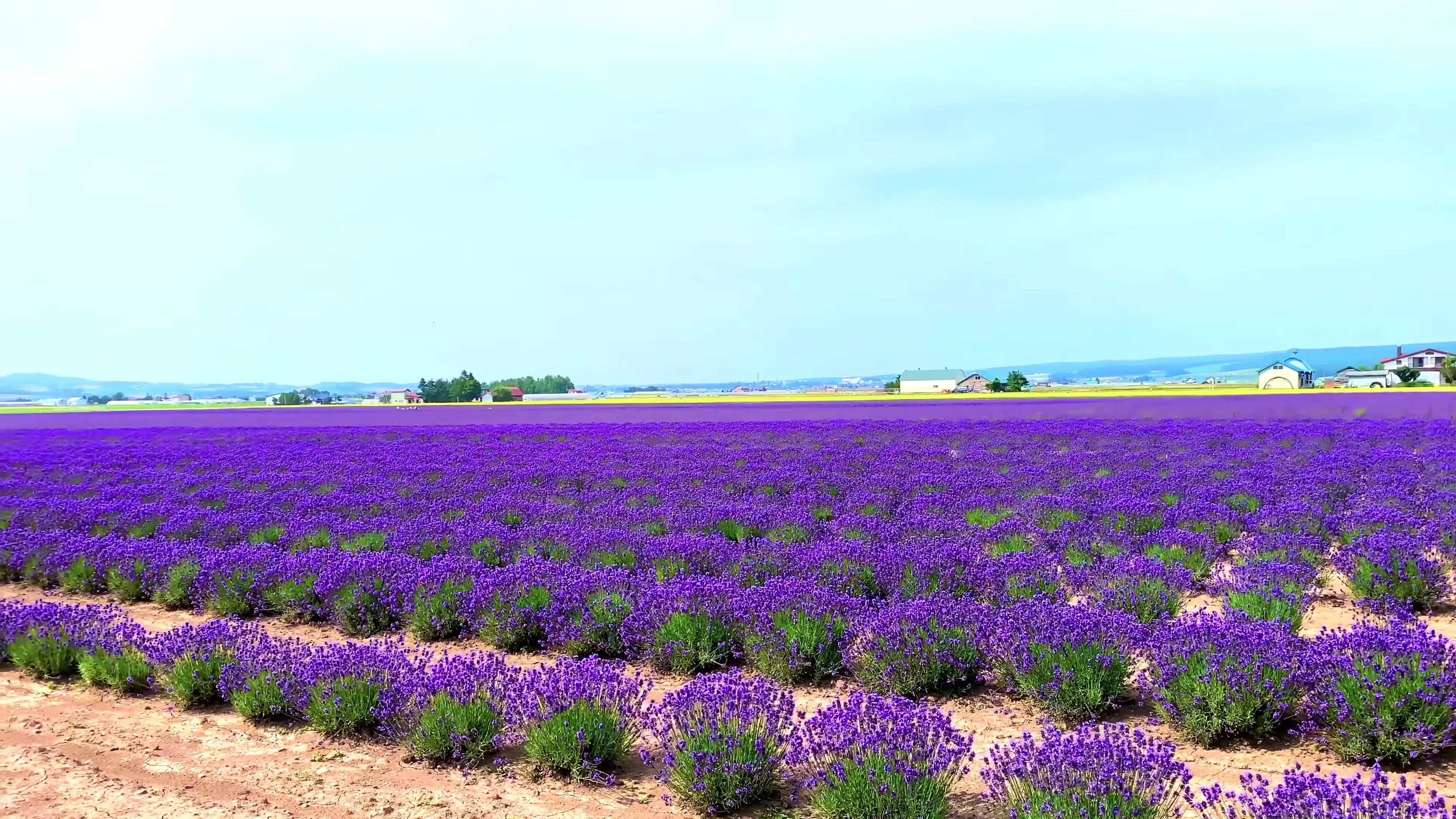 - Farm Tomita -