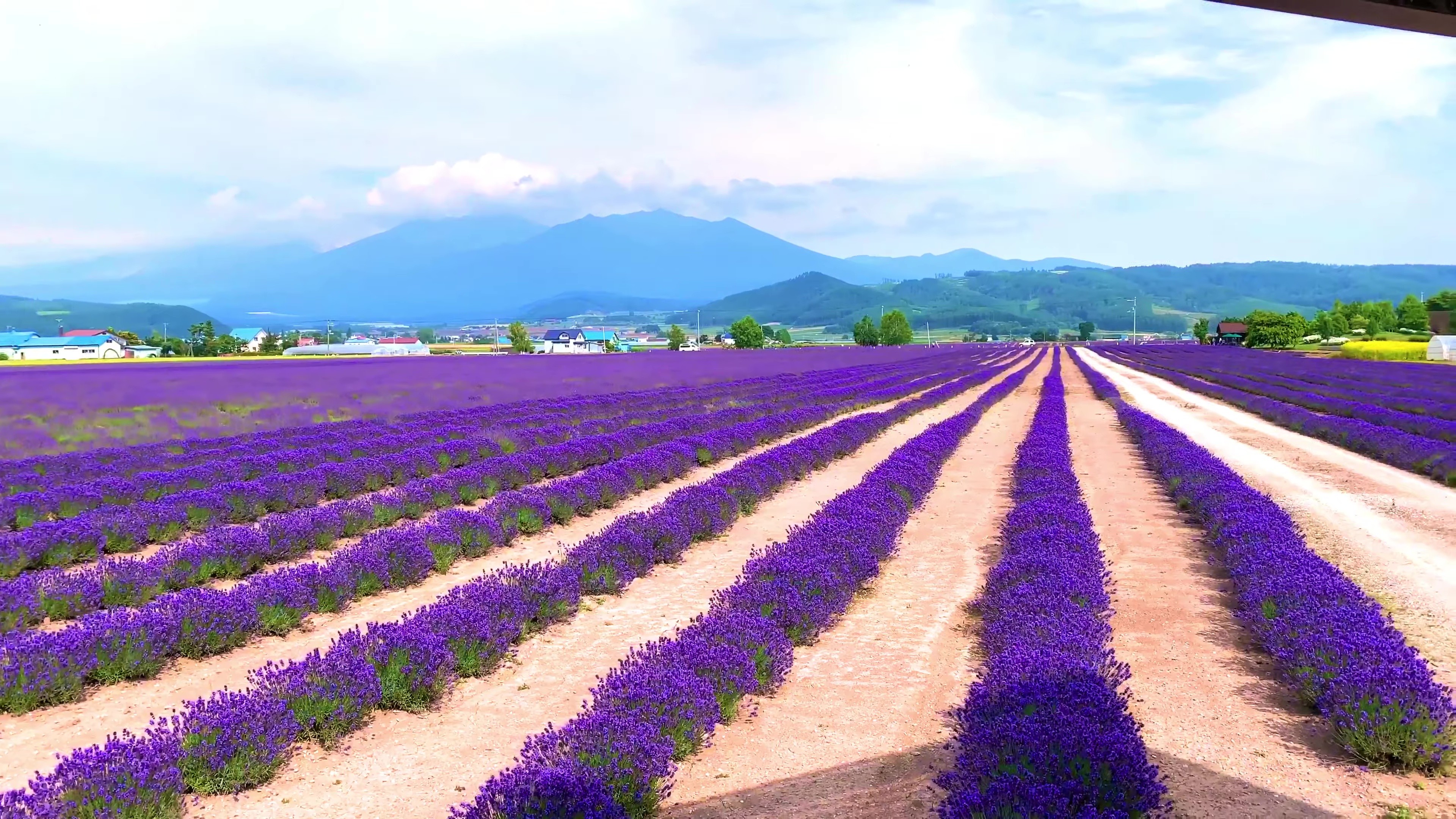- Farm Tomita -