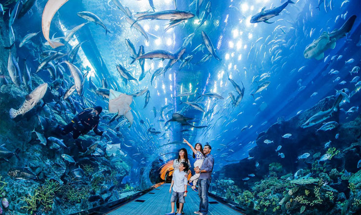 บัตรเข้าชมพิพิธภัณฑ์สัตว์น้ำและสวนสัตว์ใต้น้ำดูไบ (Dubai Aquarium and Underwater Zoo)