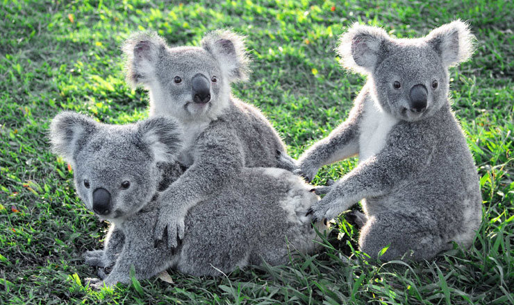 บัตรเข้าชมเขตรักษาพันธุ์โคอาล่าโลนพาย (Lone Pine Koala Sanctuary)