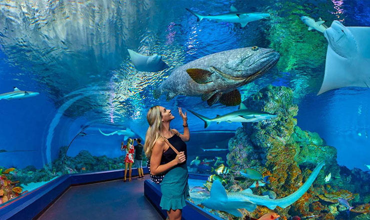 บัตรเข้าชมพิพิธภัณฑ์สัตว์น้ำแคนส์ (Cairns Aquarium)